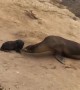 Baby Seal Rescued and Reunited With Mother
