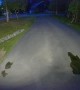 Security Camera Captures Bear Chasing Moose