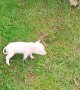 Powerful Shake Bowls Piglet Over