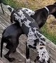Goofy Great Danes Get A Bit Tangled Up