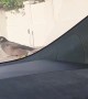 Bird Enjoying Car Ride
