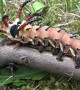 The Impressive Hickory Horned Devil Caterpillar