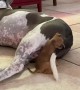 Tiny Puppy vs. Giant Tail