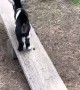 Baby Pygmy Goat Plays on Seesaw