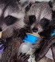 Raccoon Babies Go Bonkers Over Bottles