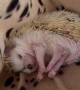 Hedgehog Stretches Before Starting Routine