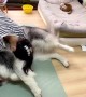 Hefty Fluffy Dog Keeps Owner from Exercising