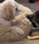 Dog Pulls Bed Away From Biting Puppy
