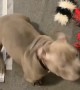 Training an American Bully Puppy Impulse Control