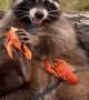 Super Sized Raccoon Fills up on Seafood