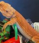 Bearded Dragon Drives by on Toy Tractor