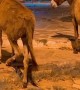 Donkeys Move in Perfect Unison
