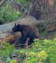 Bear Encounter in Sequoia National Park