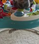 Cute Kitty Plays in Baby Bouncer