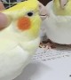 Jealous Cockatiels Tussle for Owner's Attention