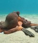 Octopuses Playing on Ocean Floor