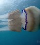 White Jellyfish Floats with Baby Fish