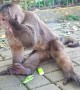 Monkey Learns to Use Lighter