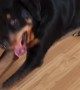 Mondu the Rotty Vocalizes When he Stretches
