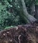 Massive tree completely uprooted after tornado in Annapolis