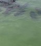 Mass of Manatees Moves Towards Shore Together