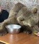 Big Bear Shares Food Bowl with People at Table