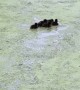 Tufted Ducklings Paddle After Disappearing Diving Mom