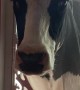 Lonely Cow Breaks Door to Be Closer