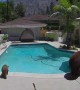 Mama Bear Enjoys a Dip in Residential Pool With Her Cubs