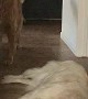 Golden Retriever Becomes Hallway Speed Bump