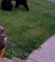Two Bear Cubs Playing in the Yard