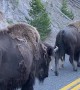 Protective Bison Herd Shields Calves From Traffic