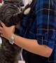 Cat Wants to Be Carried and Give Kisses