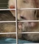 Stubborn Ferret Wants to Say Hello to New Family Member