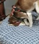 Odd Husky Gives Doggy Bed the Playful Paws