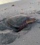 A Morning Beach-Side Turtle Rescue