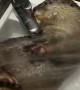 Energetic Otter Loves Shower Time
