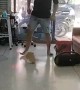 Cat Likes When Human Pushes Her on Slick Floors