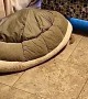 Puppy Uses Bed to Turn Into Turtle