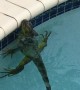 Iguana Stuck in Swimming Pool
