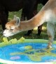 Alpaca Enjoys Splash Pool on a Summer Day