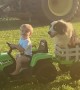 Boy Takes Border Collie on Tractor Ride