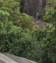 Bear Chased Through Backyard by Coyote
