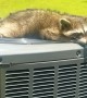 Raccoon Enjoys Breeze from Air Conditioner