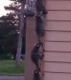 Racoon Family Forms an Orderly Line to Climb House