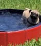 Puppy Adorably Enjoys Holiday Weekend In Her Favorite Pool!