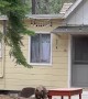 Bear Burrows Underneath House