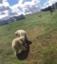 Polar Bear Trips Over Playing Tag