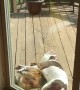 Best Buddies Share Sunshine Cuddles