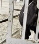 Cute Cow Has Fun with Sliding Door